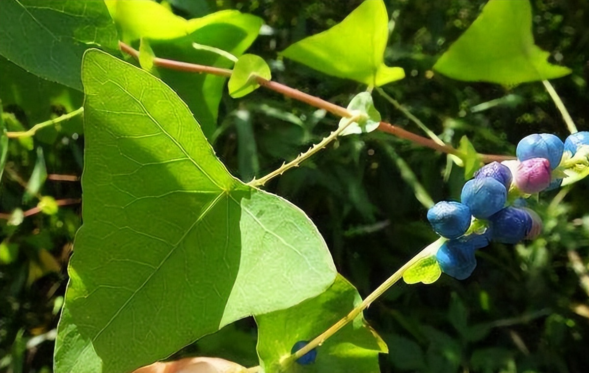 蛇不见草药图片(俗称) - 赤虎壹号