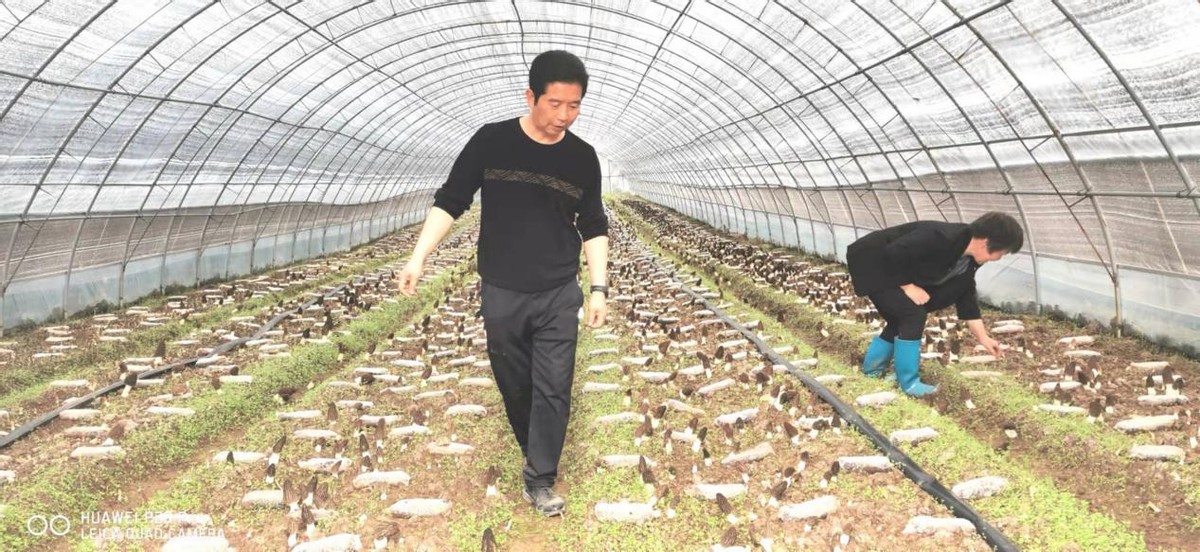 河南省仓房镇周庄村：羊肚菌带来新收益 脱贫户奔向振兴路