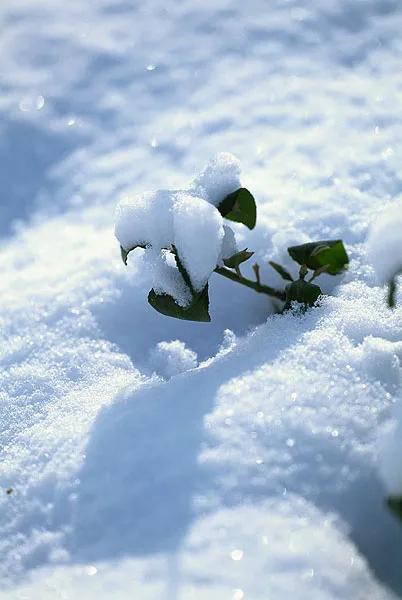 描写雪的诗词，意境优美，哪一种会让你欢喜