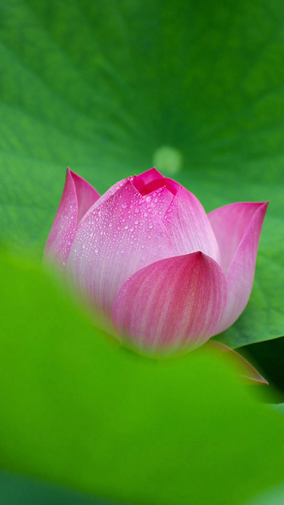 有关荷花的经典佳句(赞荷花佳句经典名言 )