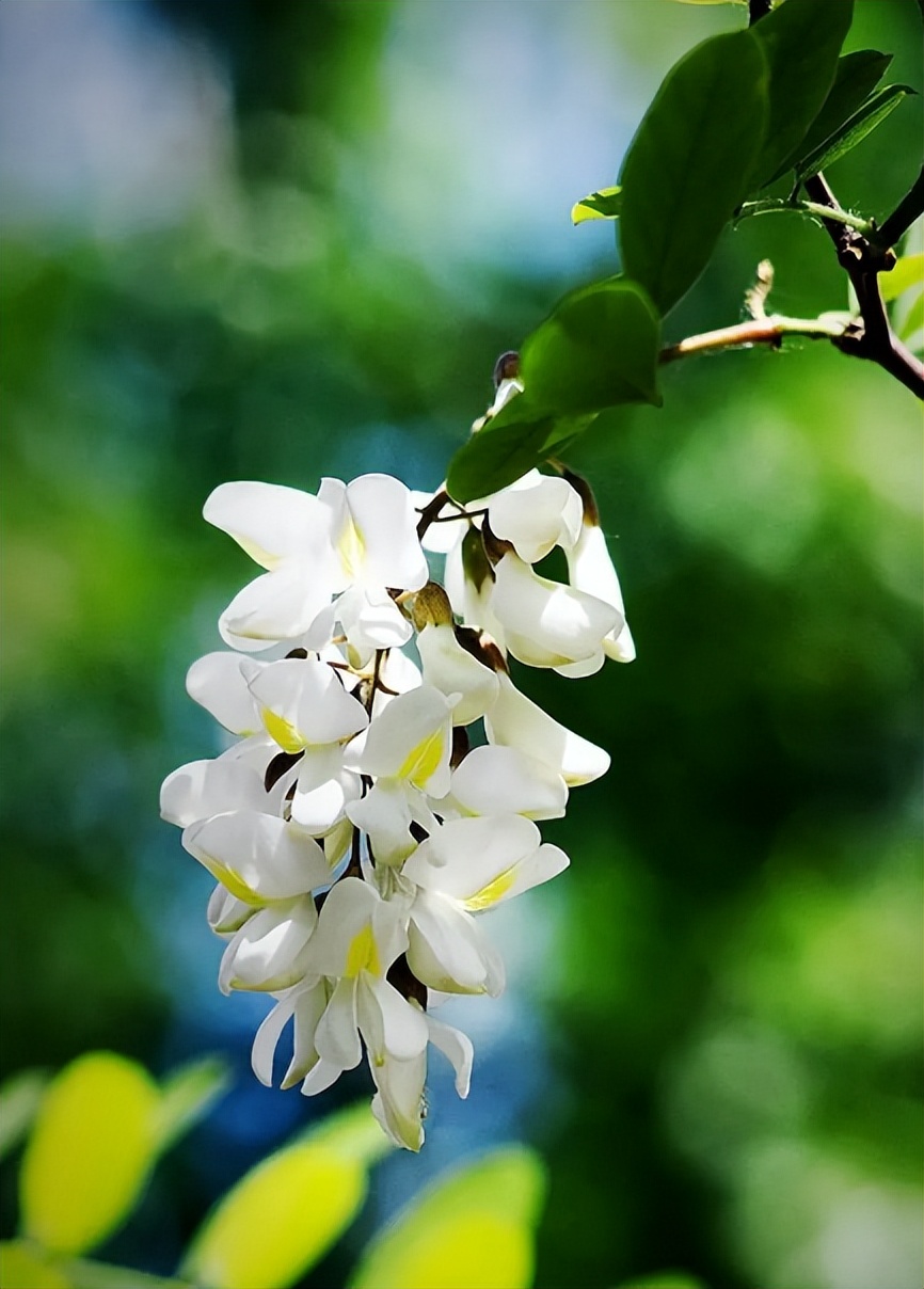 描写槐花的唯美句子