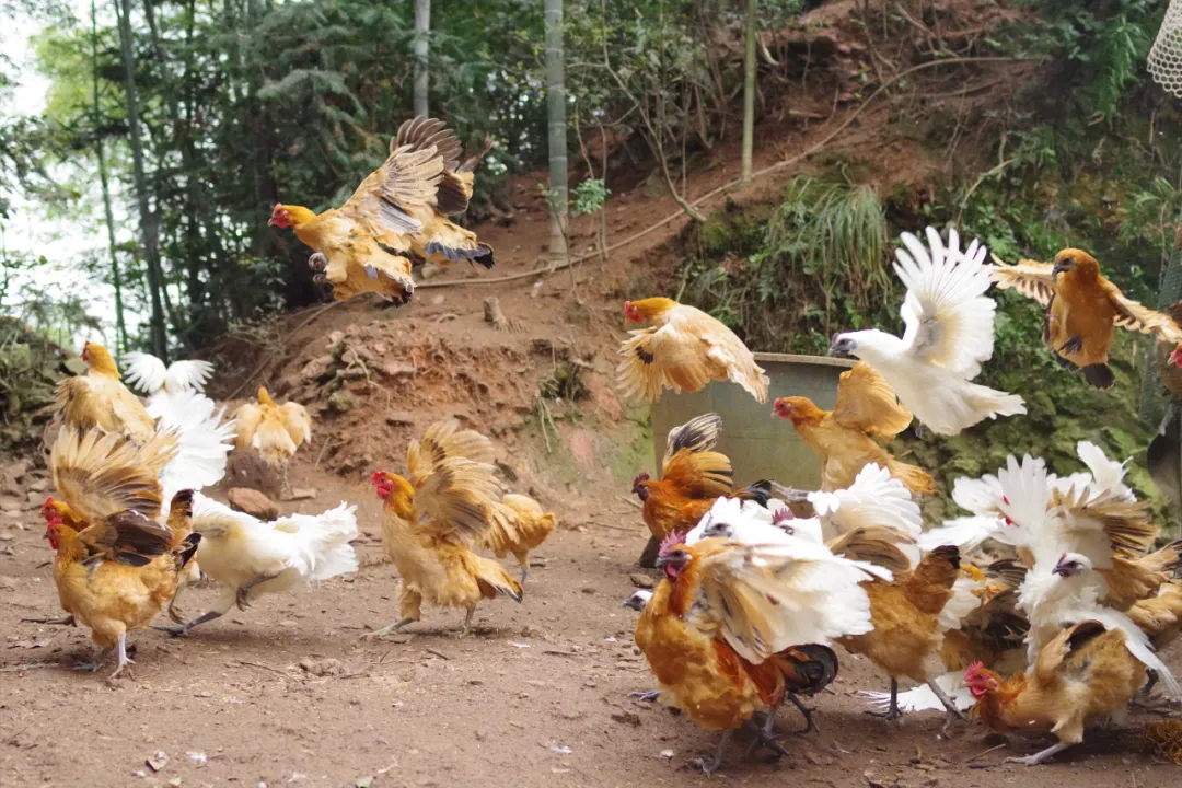 放弃深圳公司高薪,研究生返乡卖鸡,一年营收800万