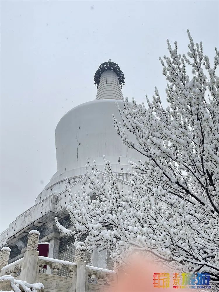 当春花遇上春雪，看京城别样的诗意与浪漫~