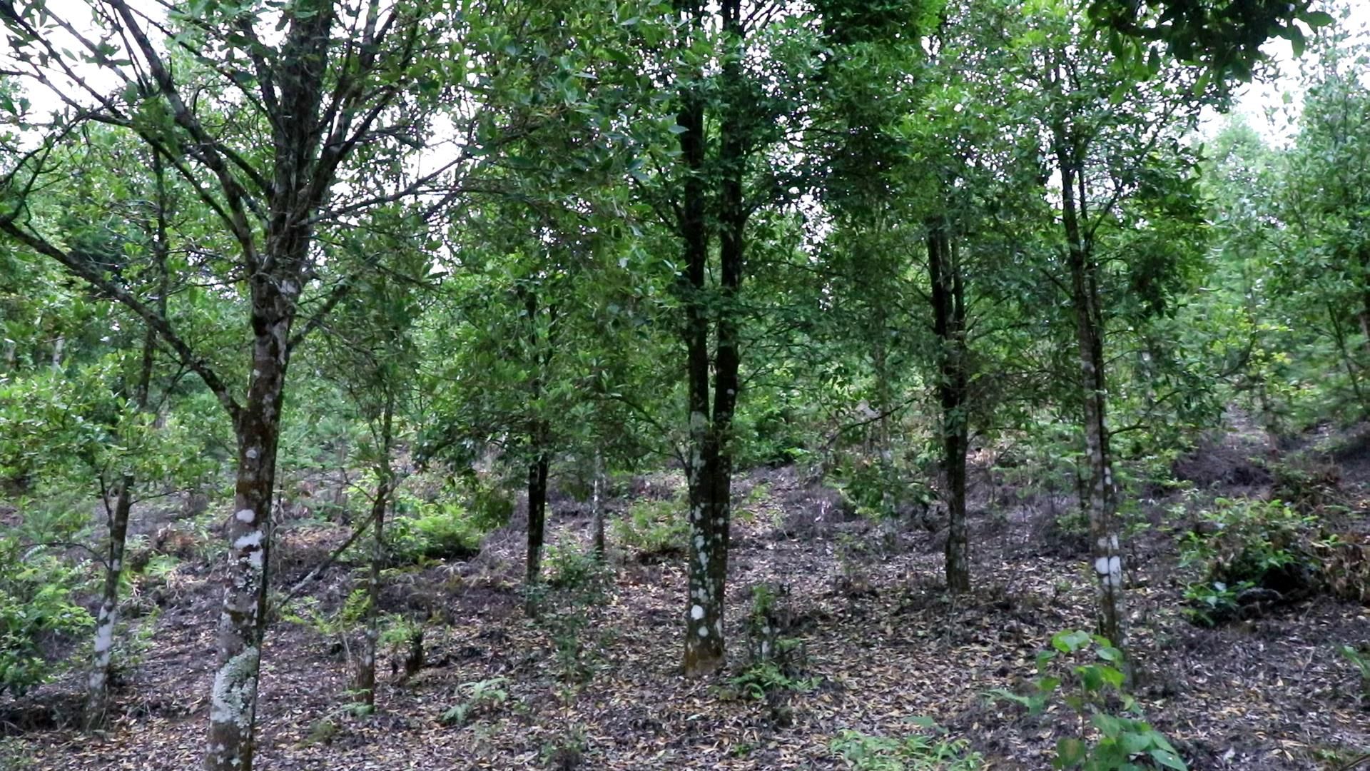 种植户陈大哥说他自己就种植了上千棵树,赶上今年的好行情一年收入二