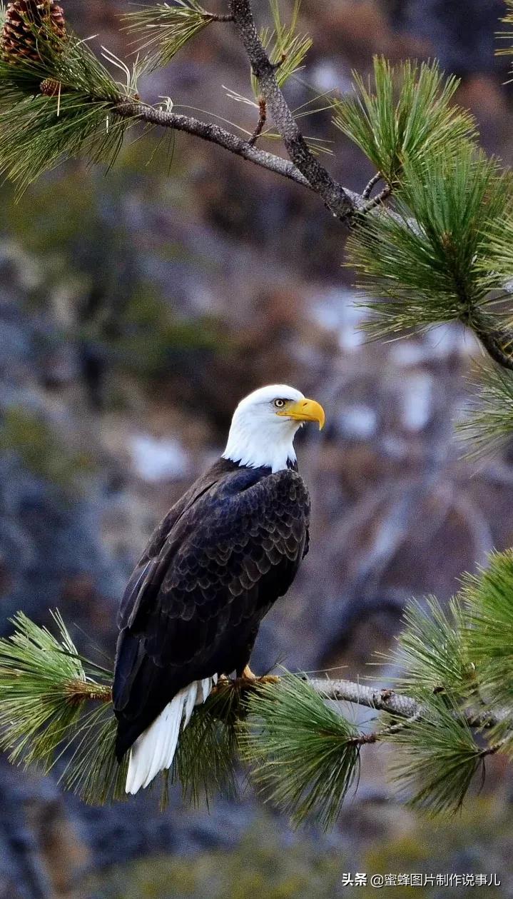 有关雏鹰的名言关于雄鹰的励志名言或对联