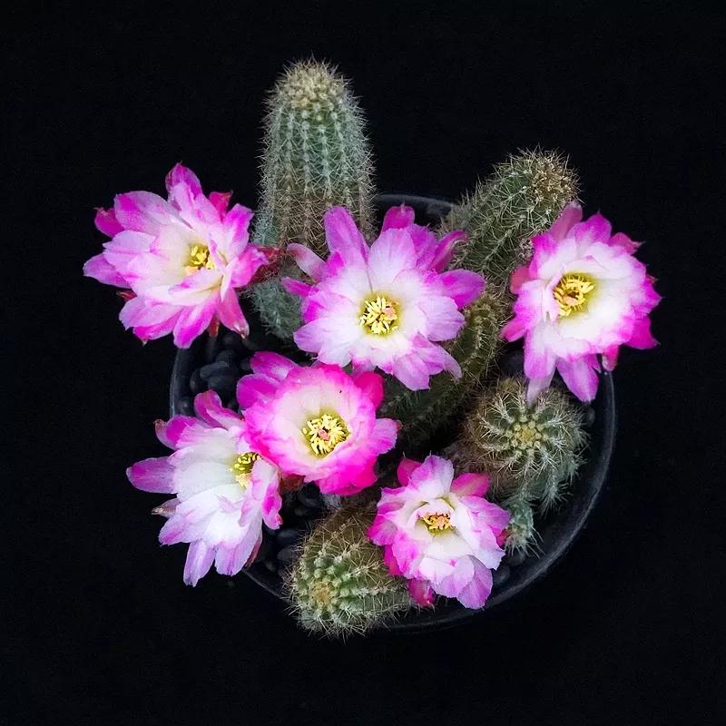 81,粉花白星仙人球82,嘉文丸83,毛花柱仙人球84,鸾凤玉85,松霞86,眩