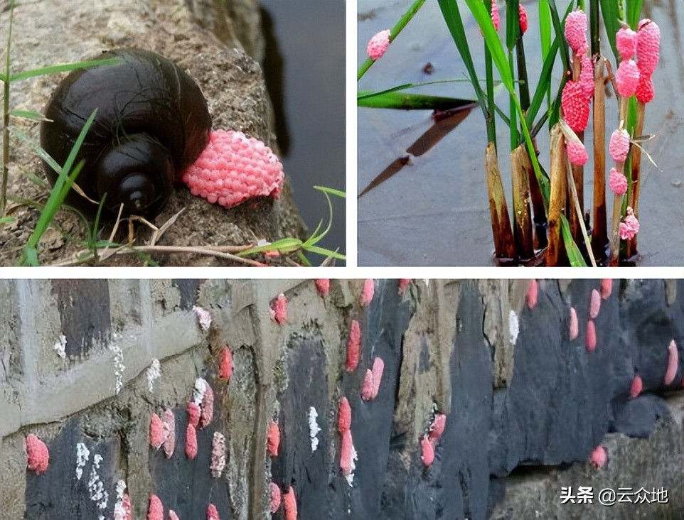 直播水稻田福寿螺啃食秧苗怎么办福寿螺正值繁殖期防治有方法