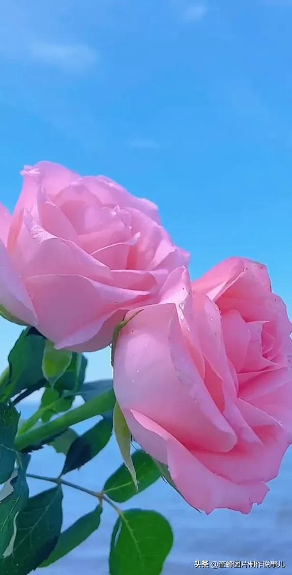 各种花卉植物，养在家里什么地方合适