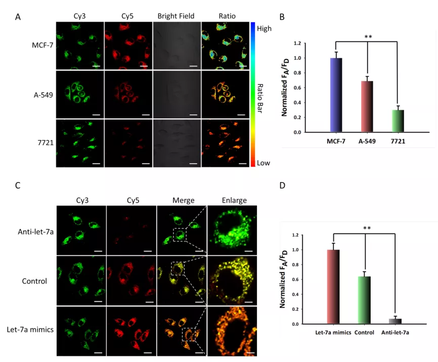 湖南大学研发新型DNA纳米机器,攻克靶标分子无法检测等难题