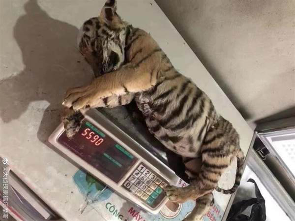 虎年的野生动物第一大案？河南男子千元一斤卖老虎肉，真的假的？