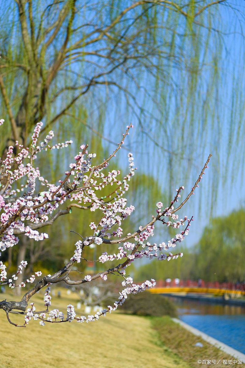 当唐诗宋词遇上春日美景,一起感受春天里的诗意美景