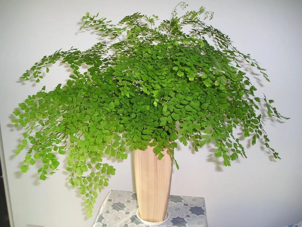 春季家居攻略，用绿植打造自然风，让你的家居时尚起来