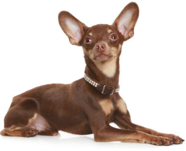 迷你杜宾犬多少钱一只世界上最小的犬种
