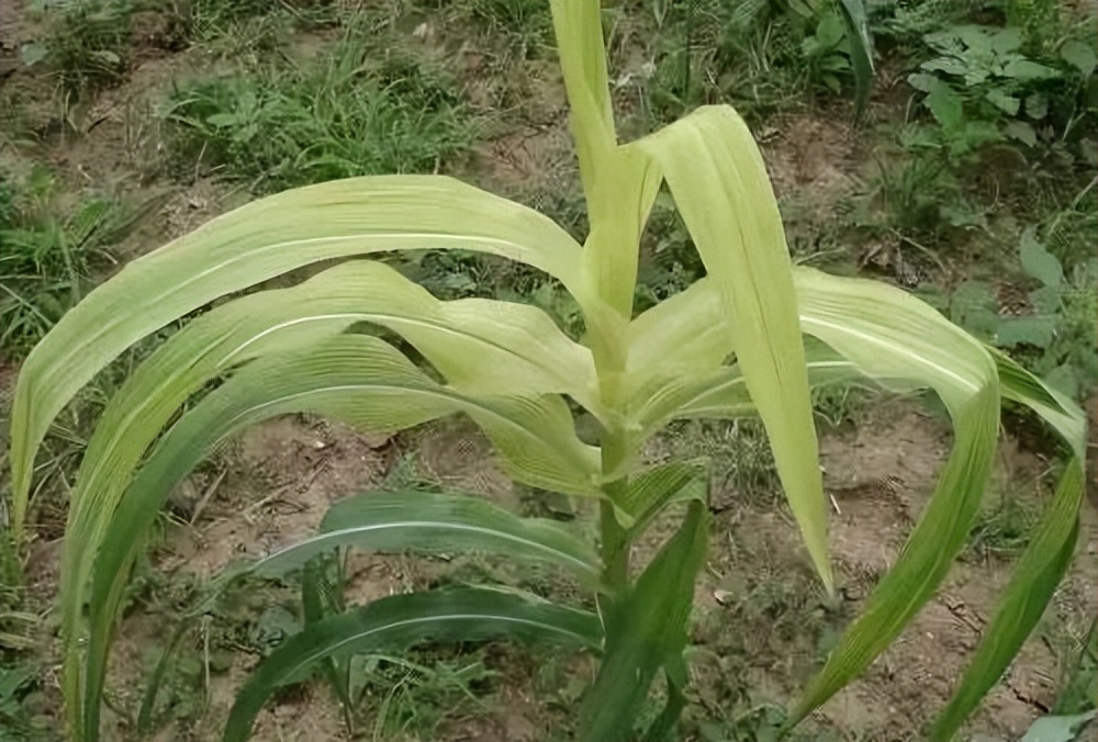 酵素農(nóng)業(yè)技術(shù)：不同作物缺鐵癥狀及酵素菌肥防治技巧