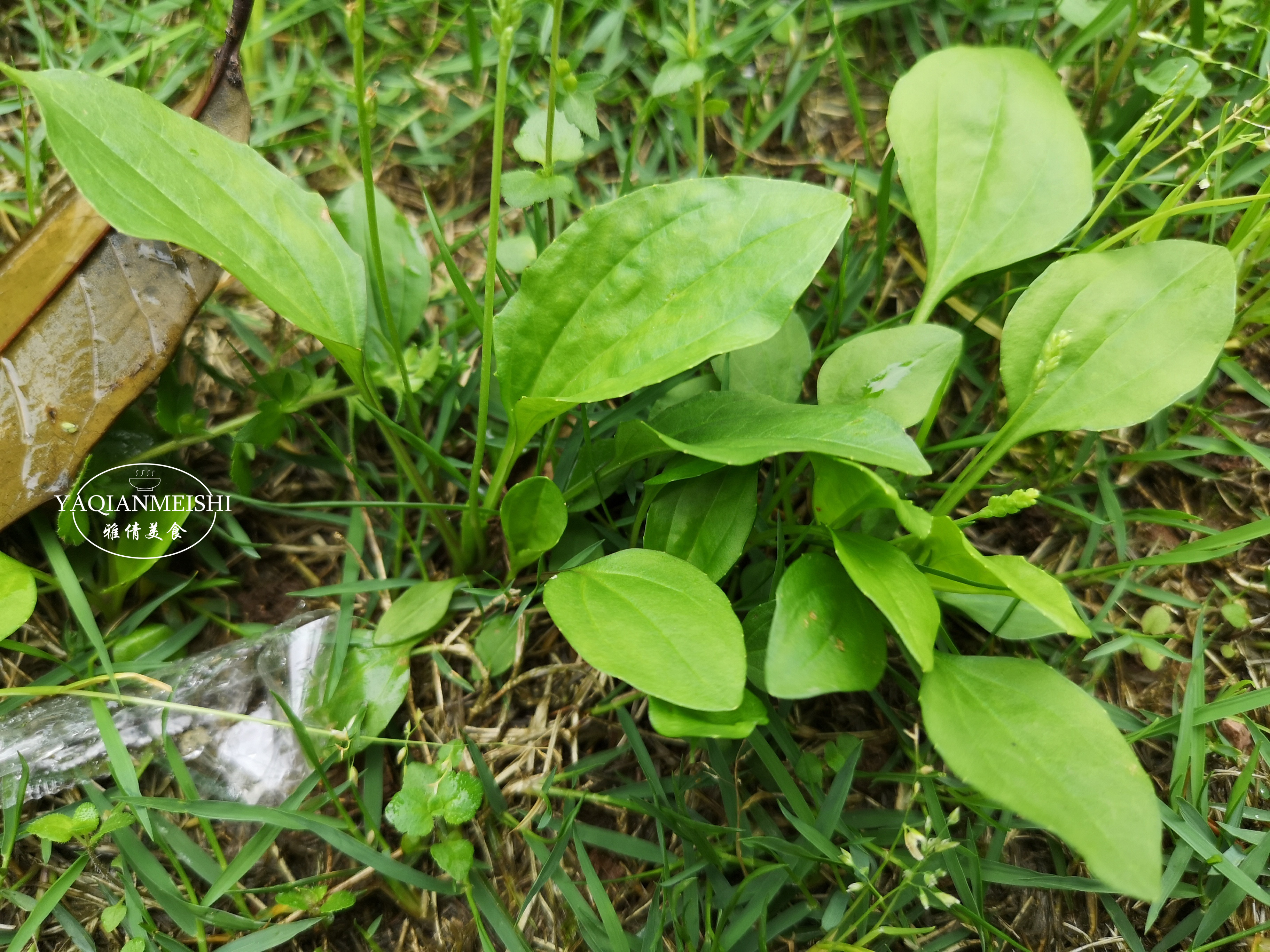 野薑圖片(這52種野菜) - 赤虎壹號