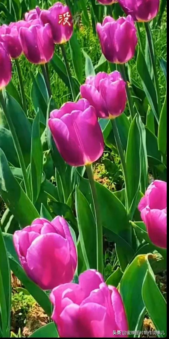 百花盛开，鸟语花香，蝶舞纷飞，美景令人心悦神怡