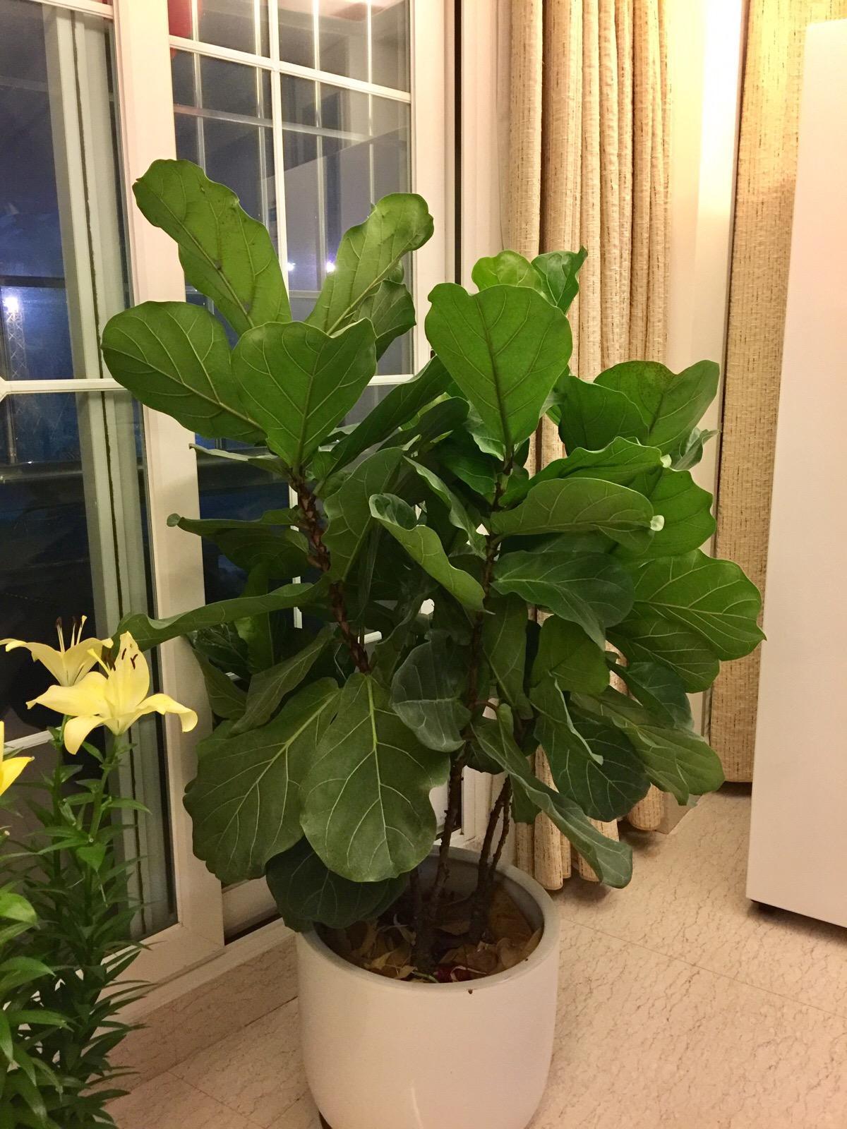 7种“大型花”，又美又高贵，客厅一放，吸光废气，人旺家旺