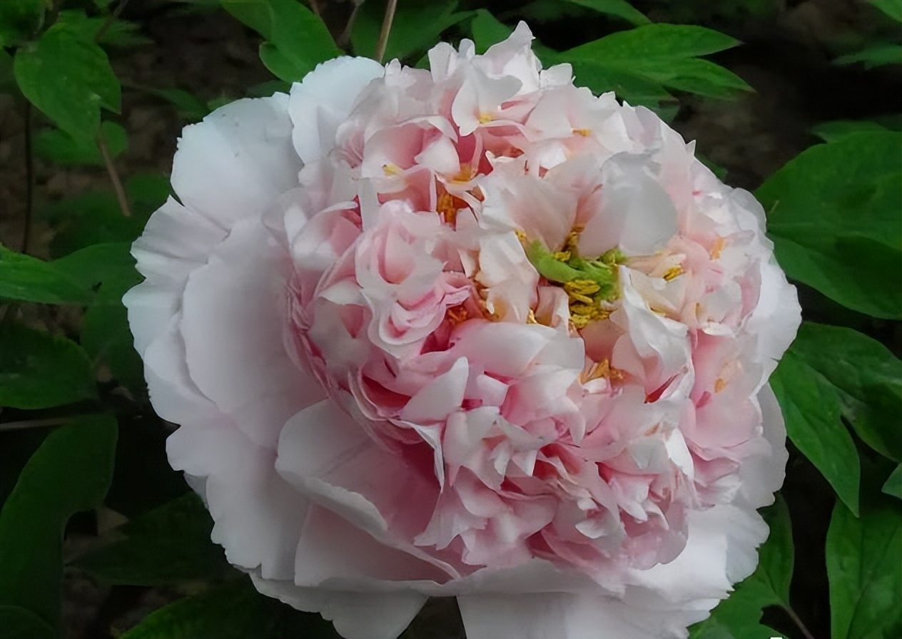 洛阳最全牡丹品种介绍,送给正在赏牡丹的你