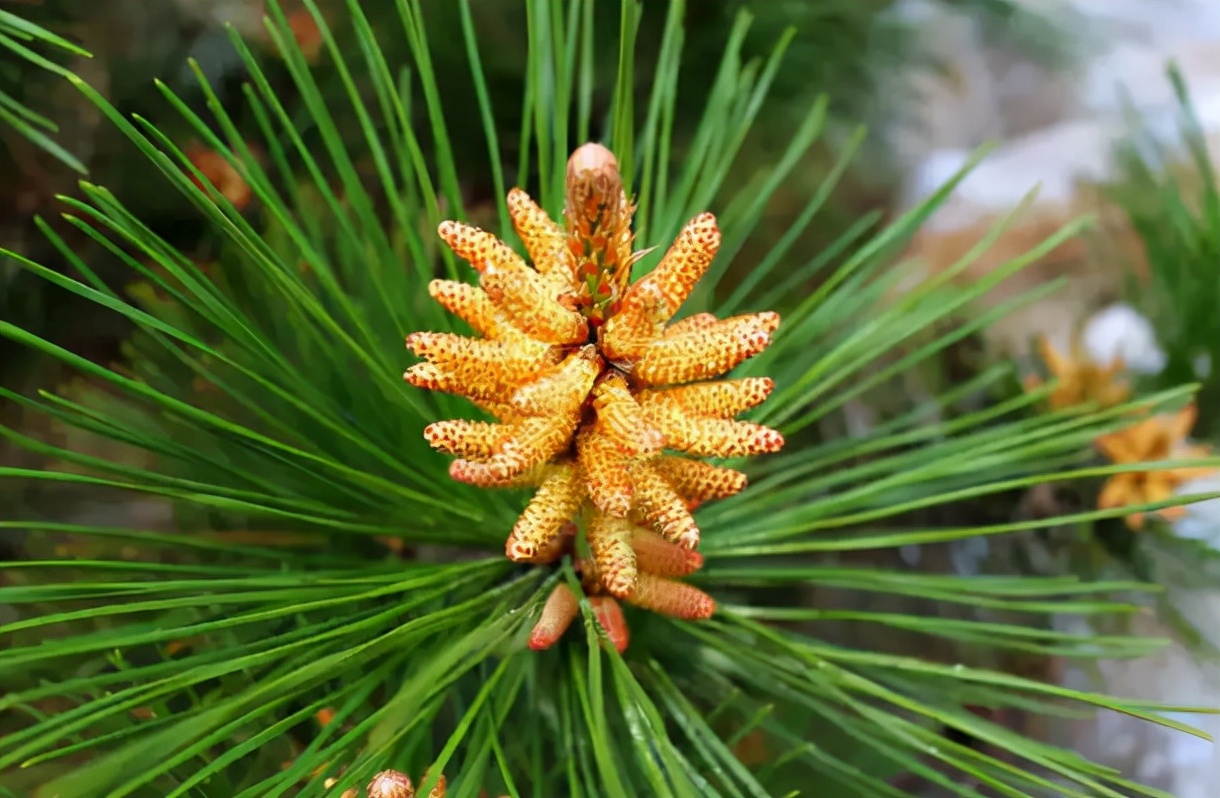 松花泡酒有什么功效(松花粉:春天松树上的花粉,价值上百元一斤却常被