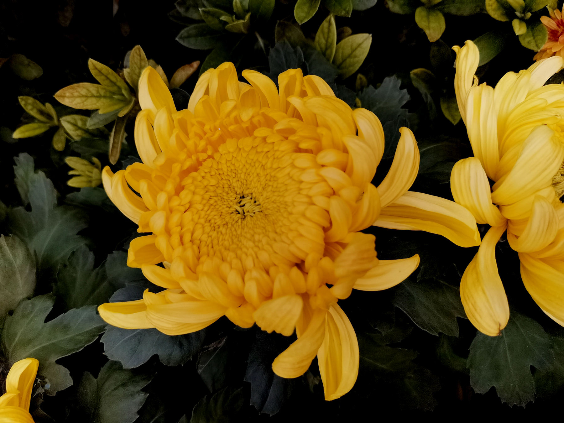 ɵҪ(yao)ＰԸص㣨(yang)ɵҪＰԸص¼-17ͼƬ-(jing)Ʒ