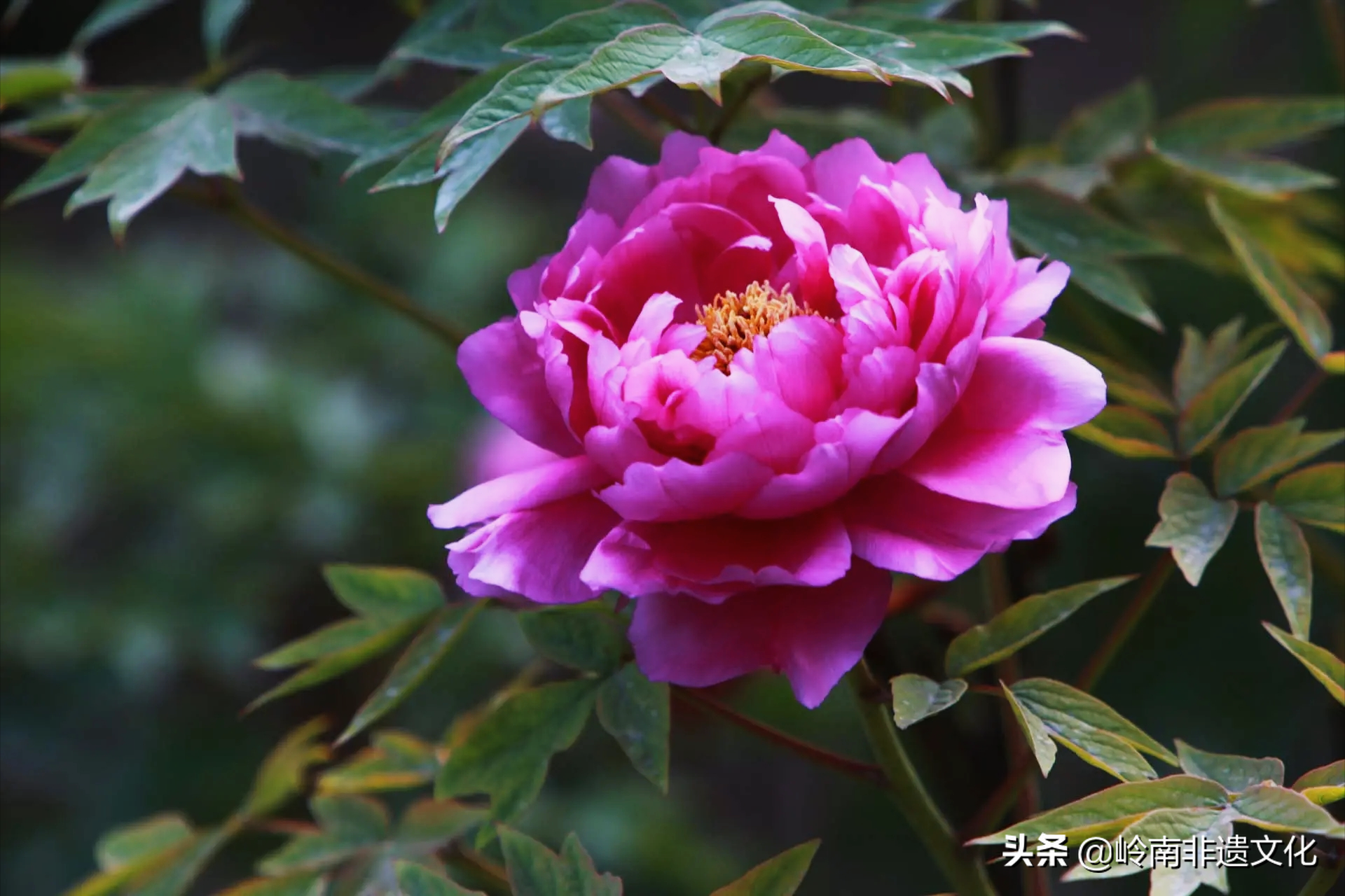 4月开花的植物图片