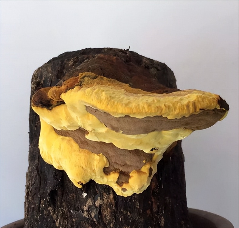 杨树桑黄多少钱一斤(被称为) - 价格百科