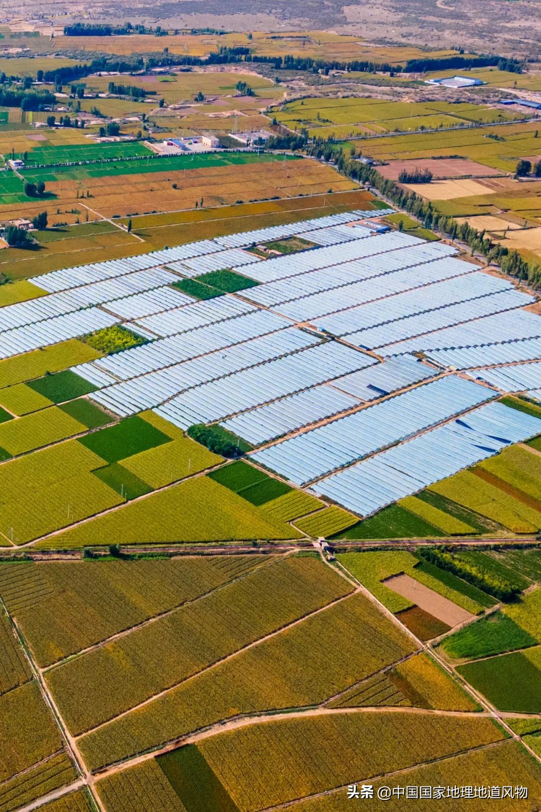 �й���͵����߲˴�ʡ��Ϊʲô�Ǹ��ࣿ