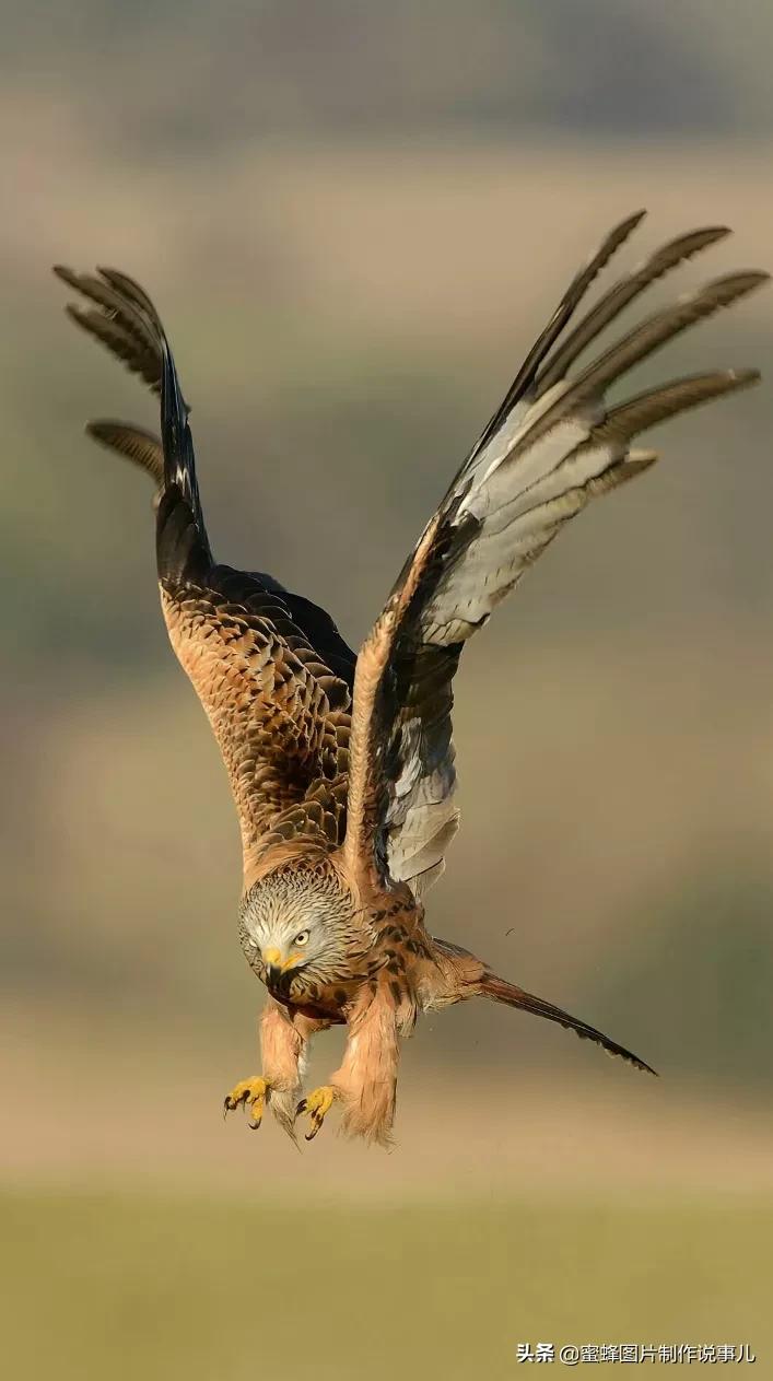 雄鹰展翅高飞,搏击长空终不悔