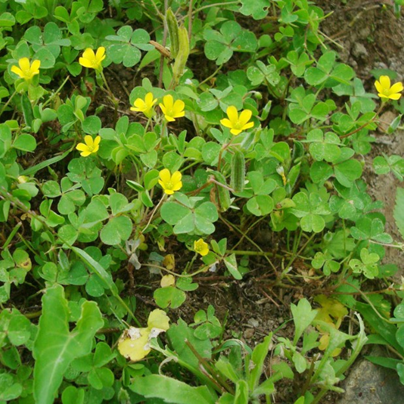 黄花酢浆草二月兰开的花是淡紫色的,通常也是成片成片的开在小树林的