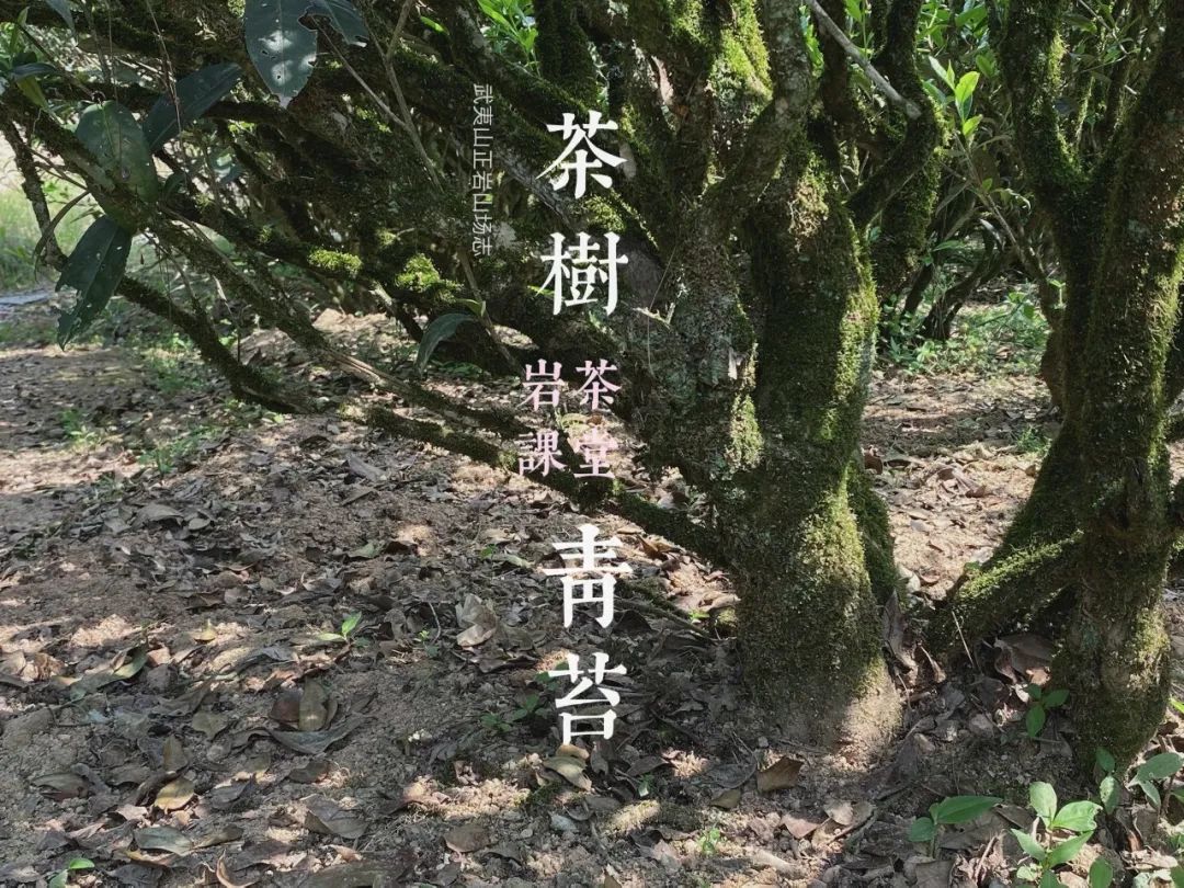 水仙不如肉桂霸气，岩韵就是矿物质的味道，2021岩茶再添“神”语