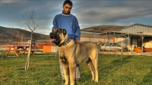 见到一定绕道走！地表战斗力爆表的12种猛犬，一獒战三狼战狮子？