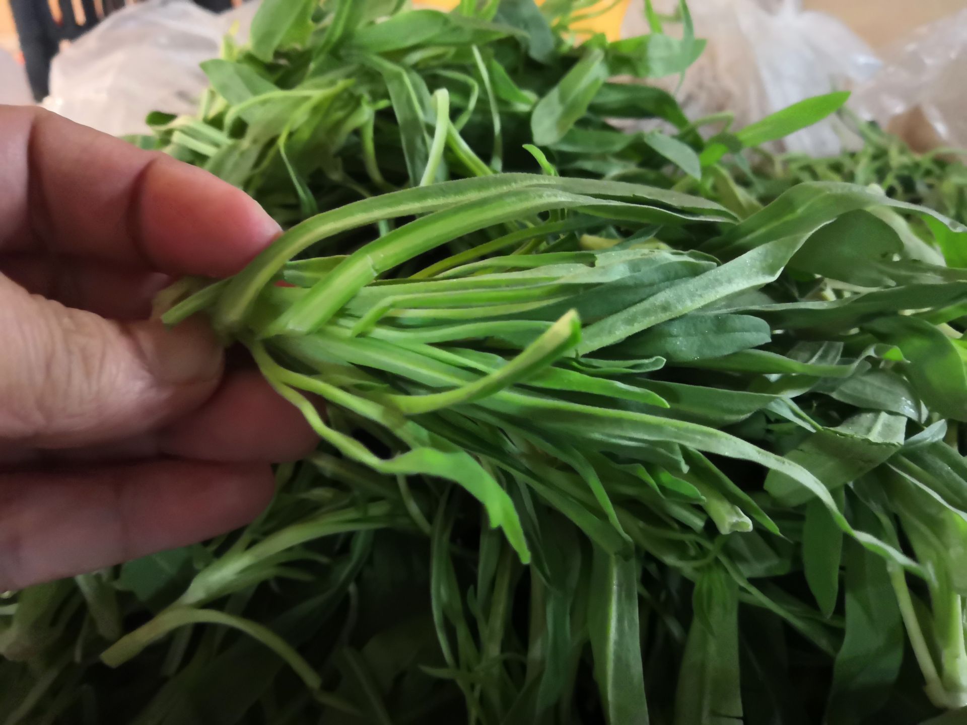 冬季也有野菜吃,6种野菜抗寒,去地里找一找,收获少不了