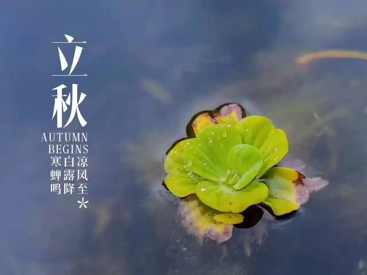 万年青怎么吃（8月7日立秋，趁着阳光正好，这6种蔬菜多晒一些，秋冬炖肉贼香）