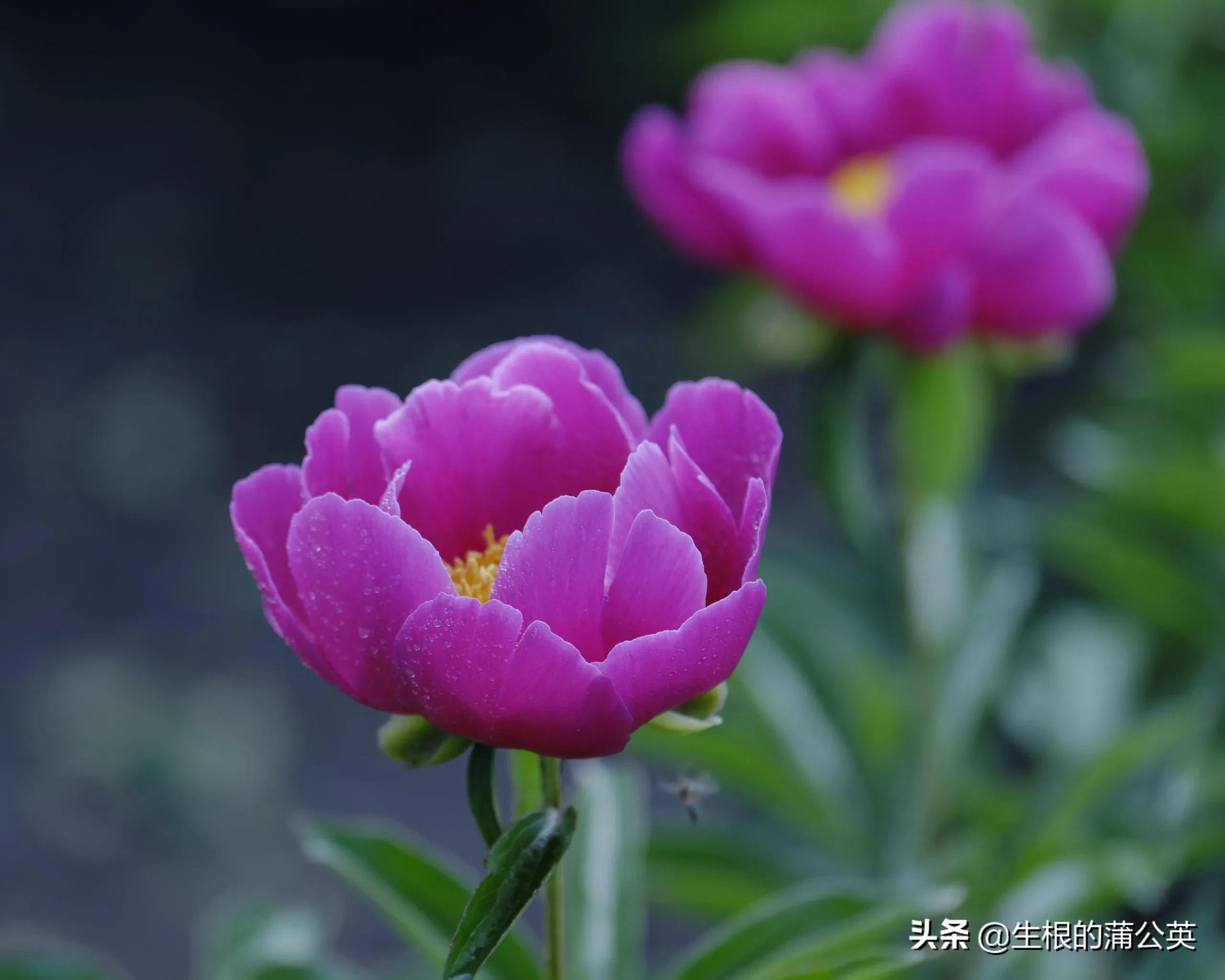 一百种常见花卉图鉴,来看看你认识多少种吧