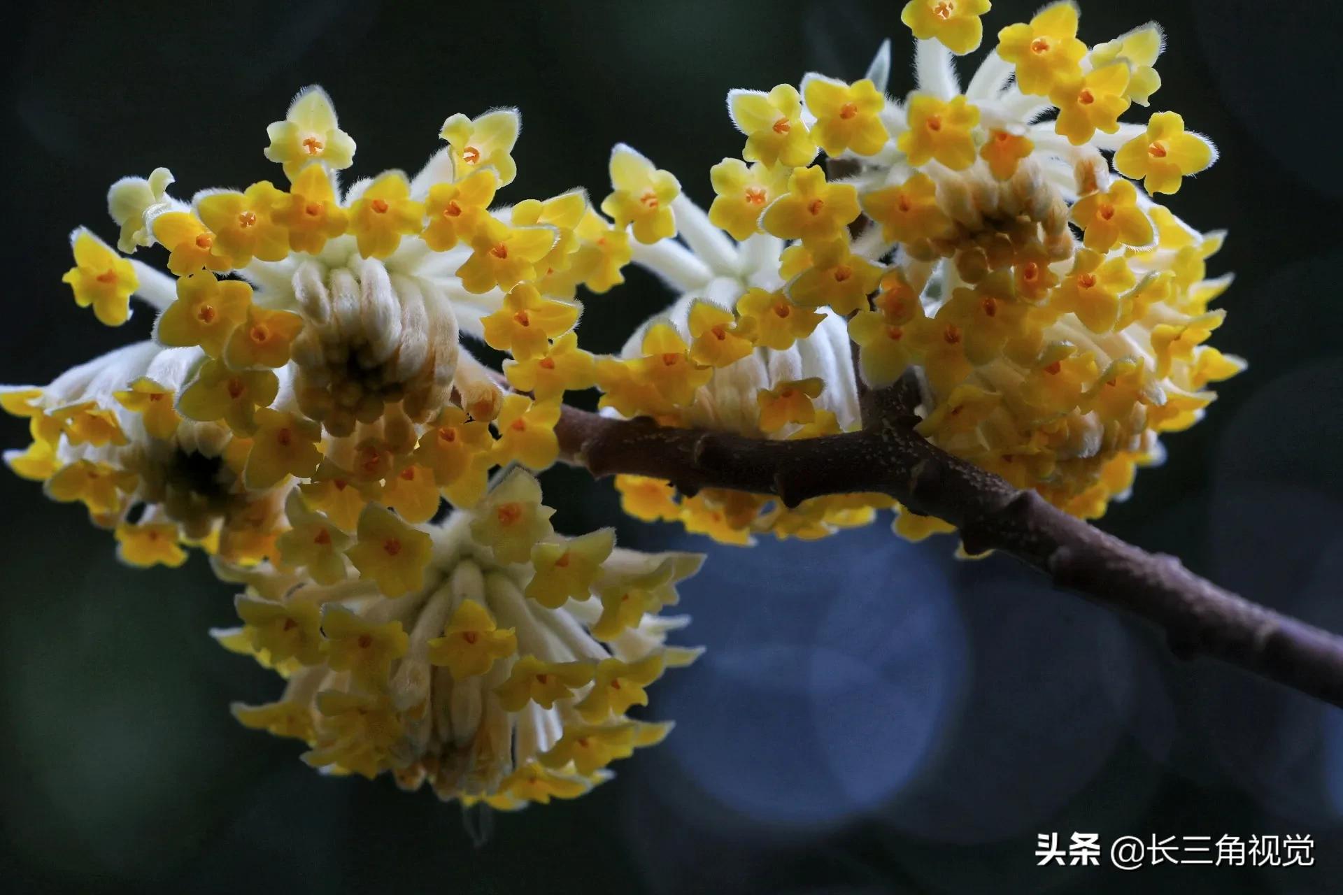 梦花结香：心有千千结，花开满城香