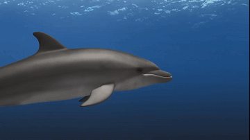 海豚自带超声波导航