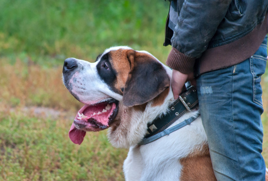 狗狗几岁才算是老年犬？进入老年期的狗狗有什么身体变化？