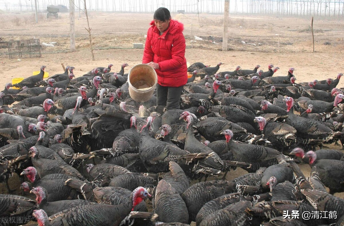 锦鸡养殖,锦鸡养殖需要什么条件