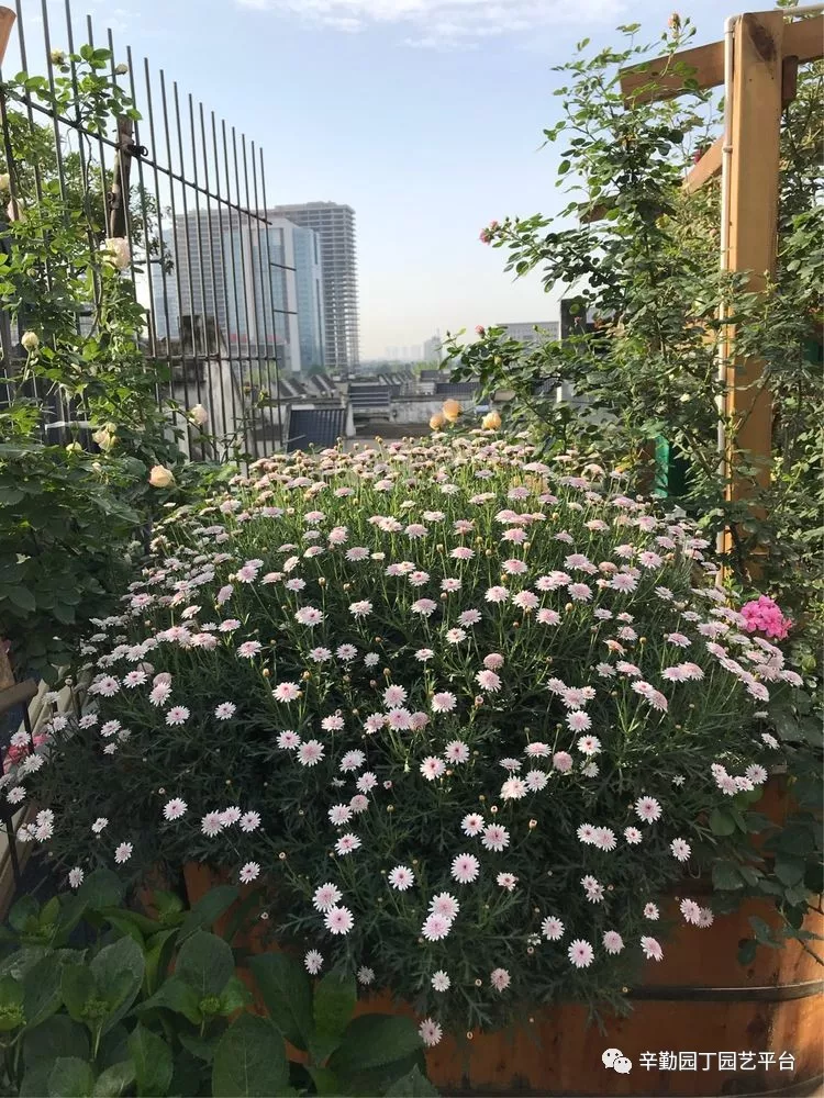 园丁奖花园组《002号》不离不弃,芳龄永继