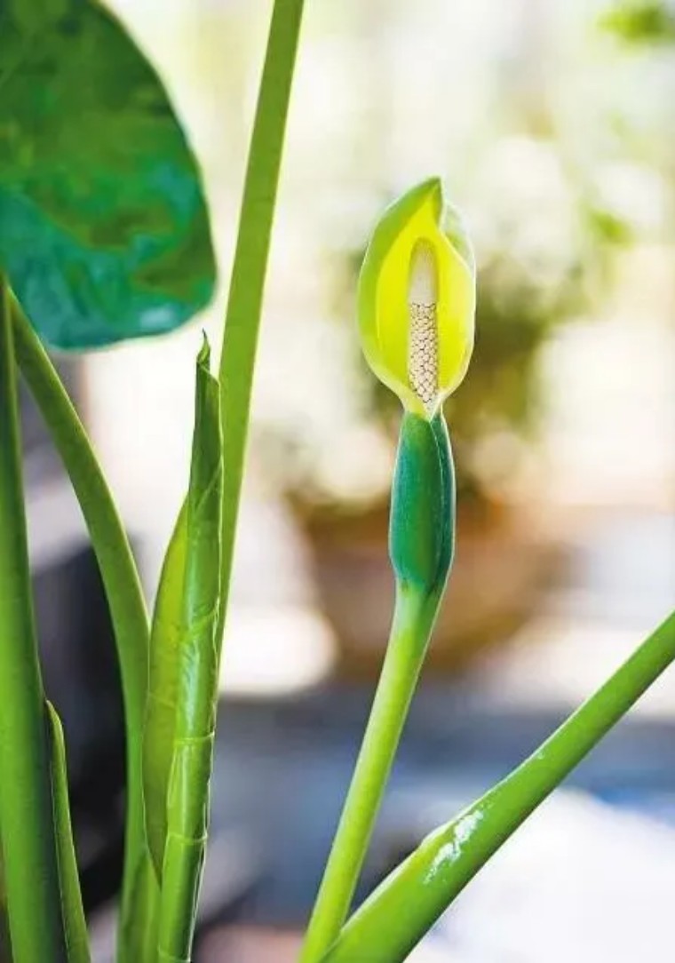 100种观叶植物 | no.13 滴水观音养护攻略