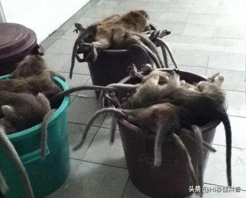 拿灵长类动物做实验被禁，为何美国拿猴子做实验？又为何安乐死？