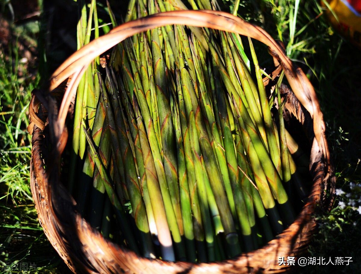 春天挖野菜，送你56种野菜大图片，带你见识不同的野菜和吃法