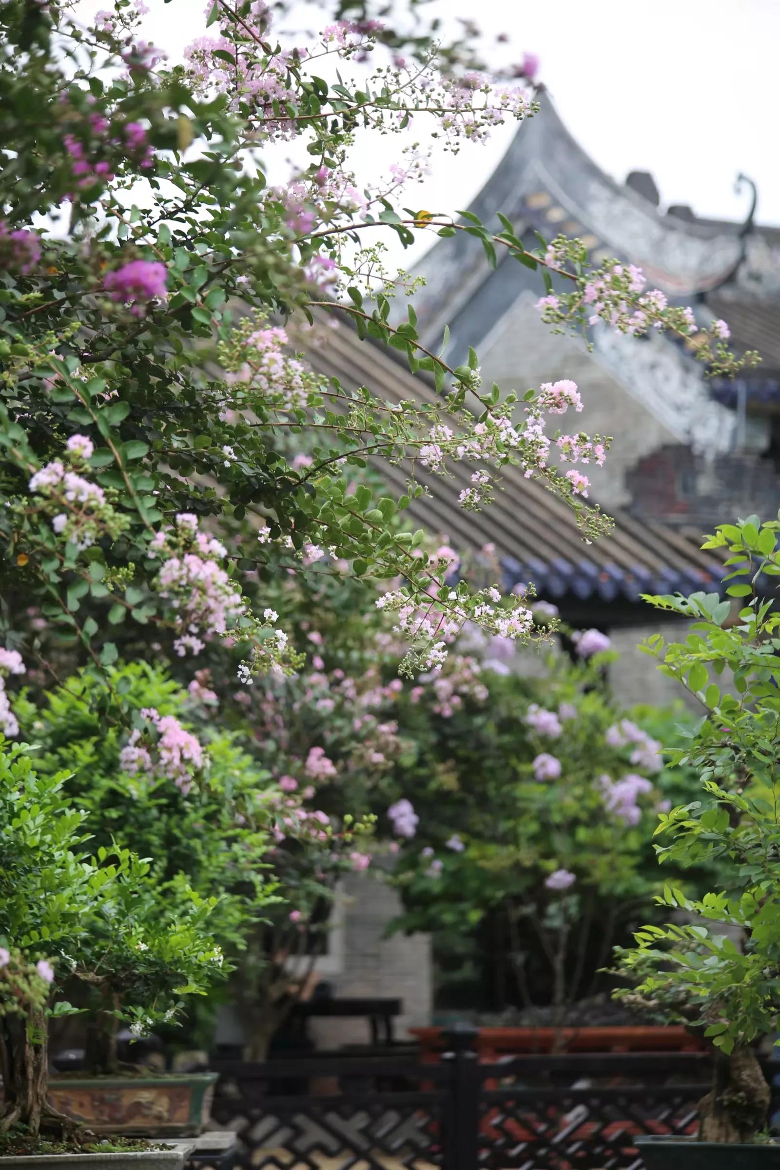 余荫山房•紫薇