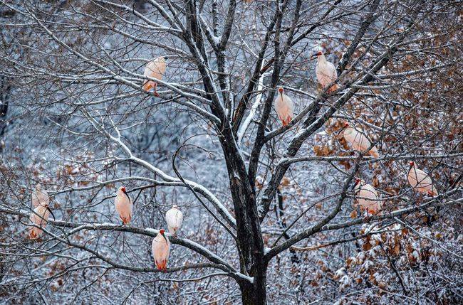 好美！雪中朱鹮翩翩飞舞！世界仅存7只！中国将其繁殖到7000只