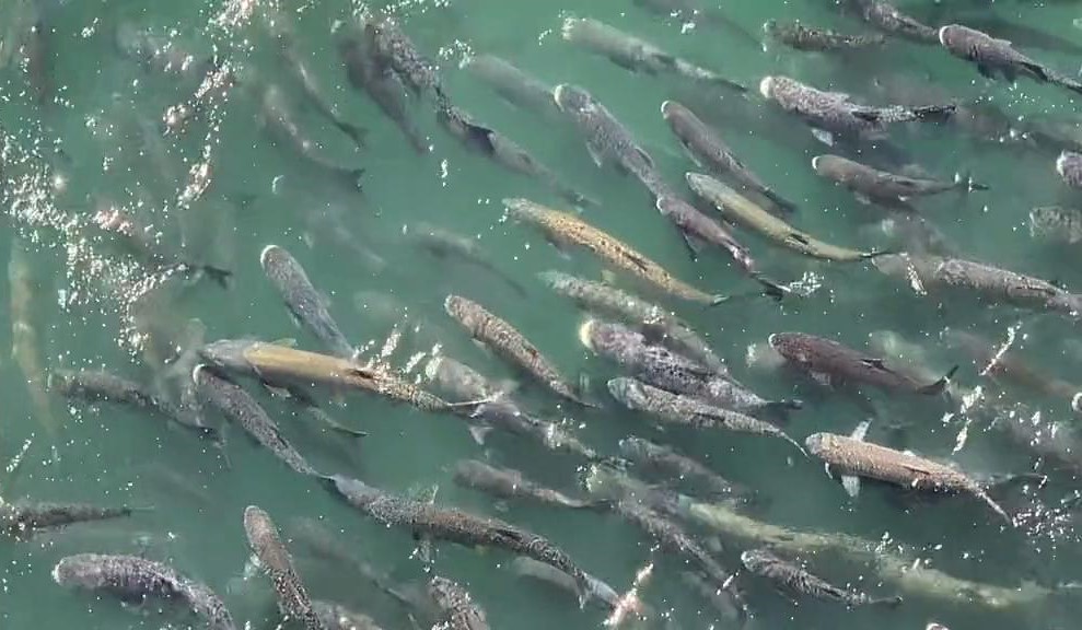 三峡大坝蓄水20年，水深达上百米，里面的鱼到底有多大？