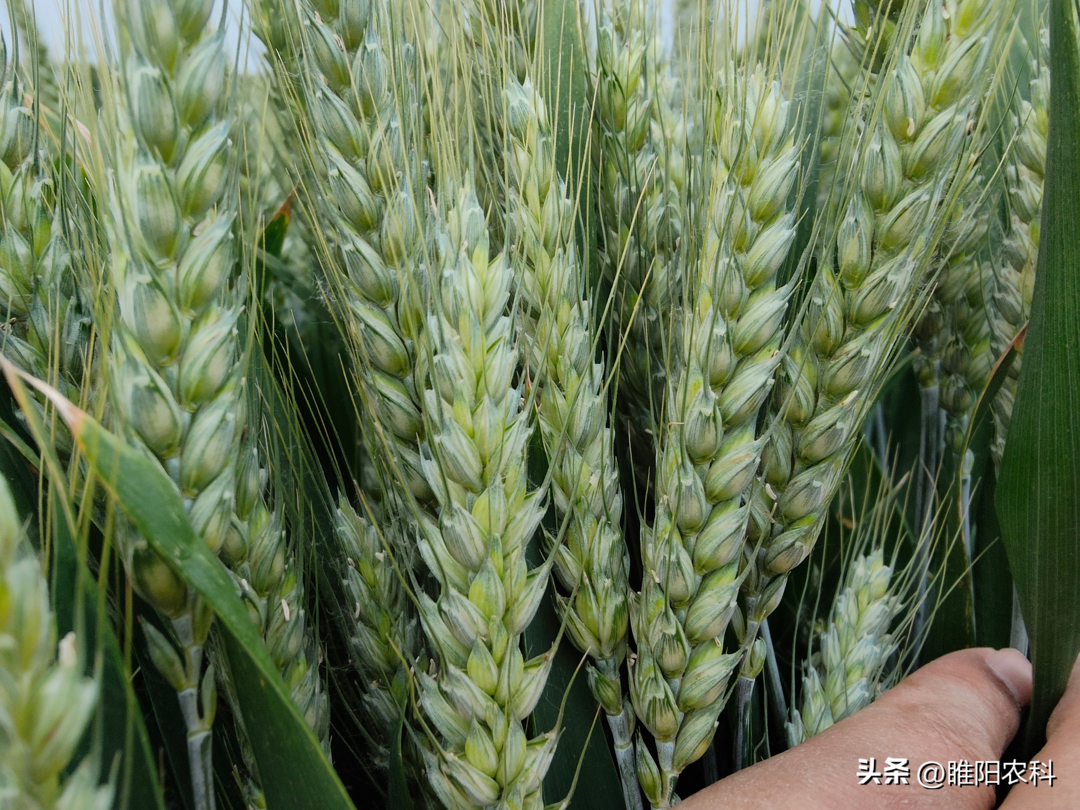 高产小麦种子排行榜（高产小麦种子排行榜前十）-第2张图片-昕阳网