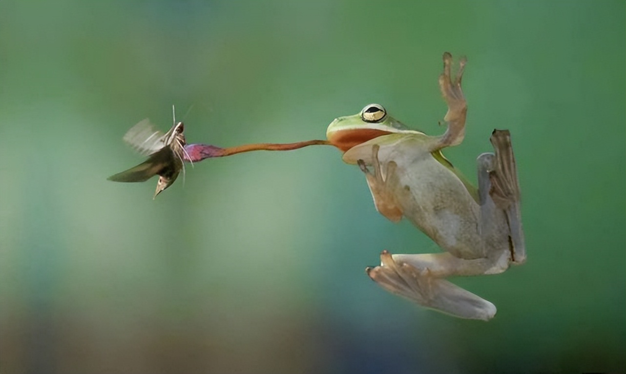 科学家:蚊子的作用可比人大_季翔的个人空间