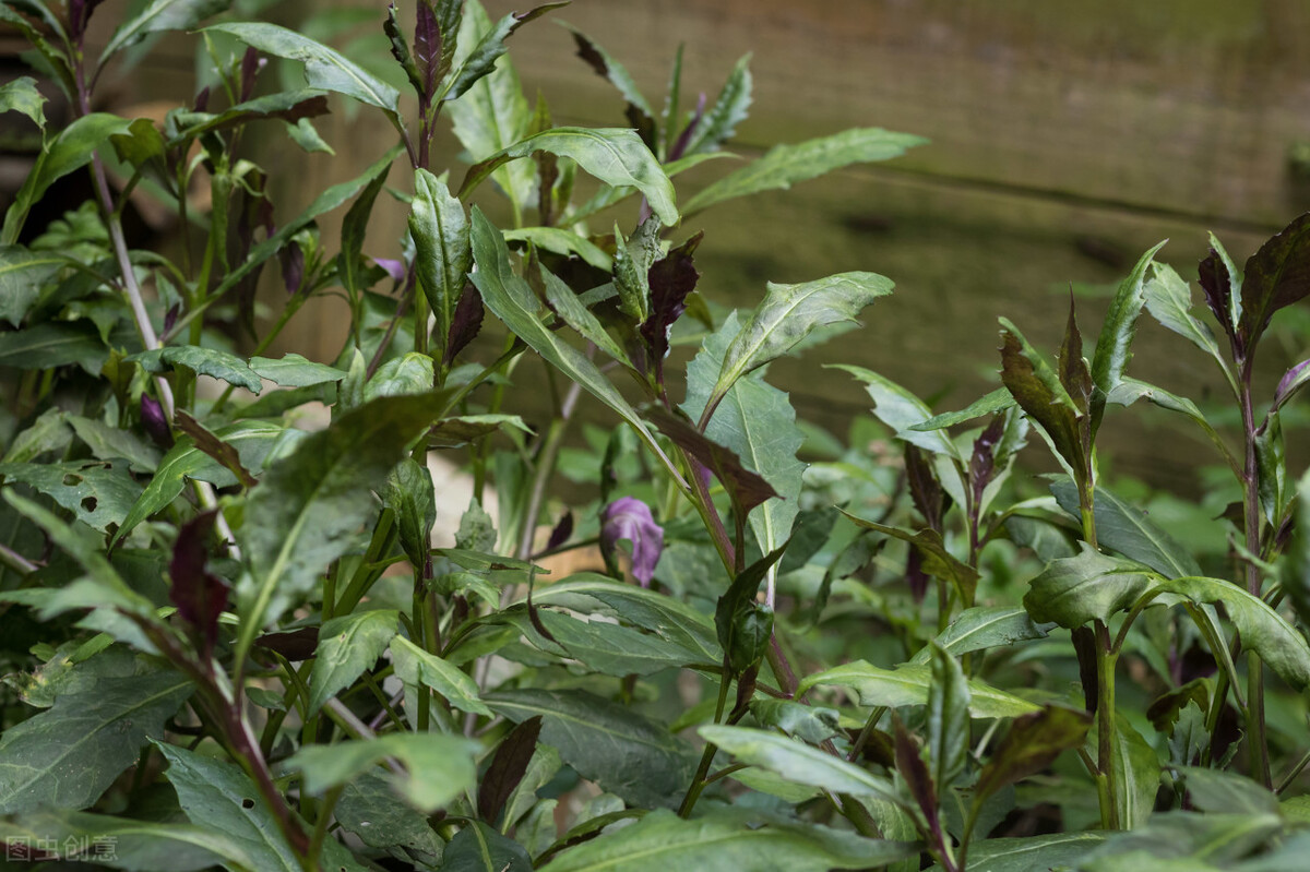 11,血皮菜10,刺嫩芽9,马齿笕8,紫花地丁7,野蒜6,马兰头5,蒲公英春笋是