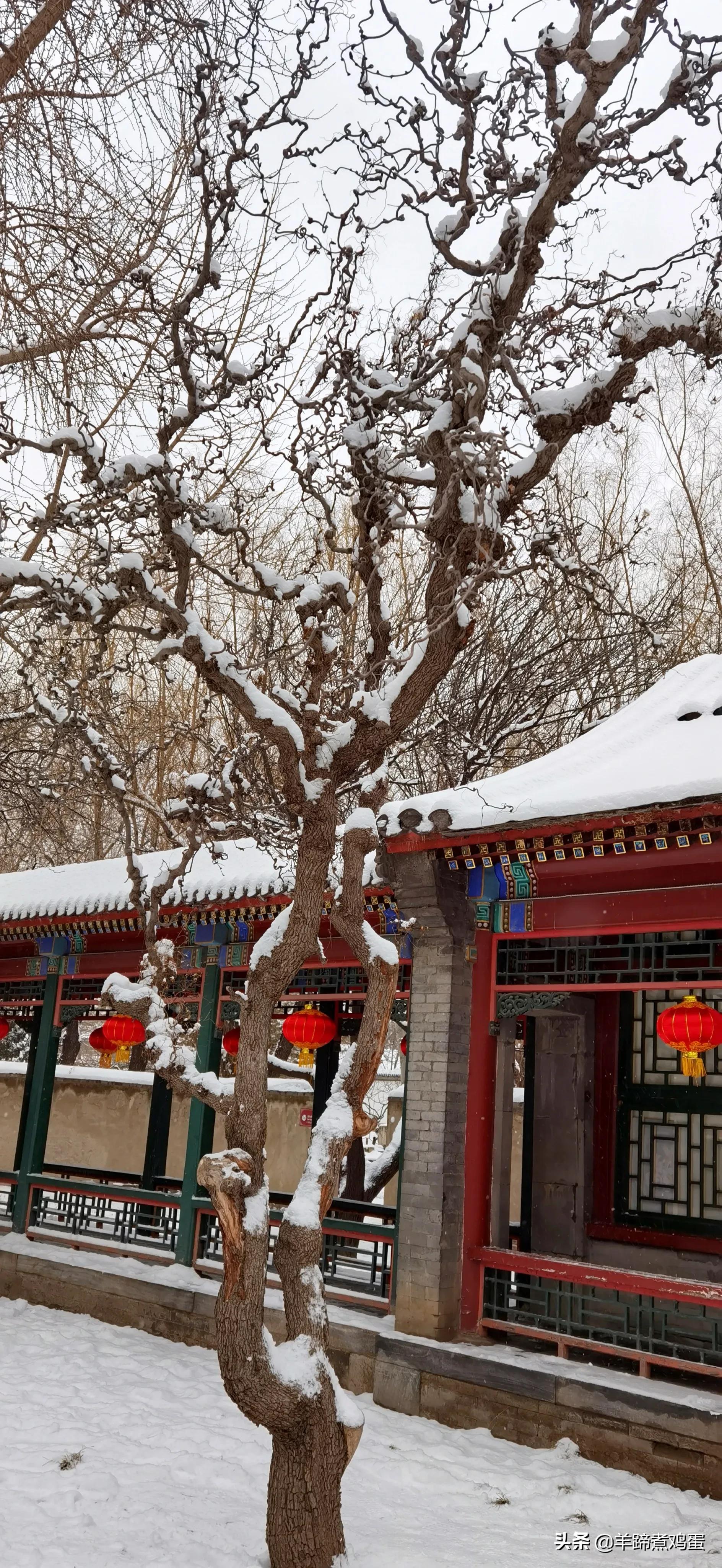 难览观园全画景雪覆腊梅一隅香——踏雪寻游北京大观园