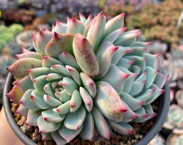 红极一时的多肉吉娃娃,跌落"神坛"依旧备受宠爱,该怨:太好养